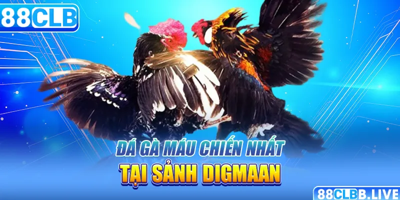 Đá gà máu chiến nhất tại sảnh Digmaan