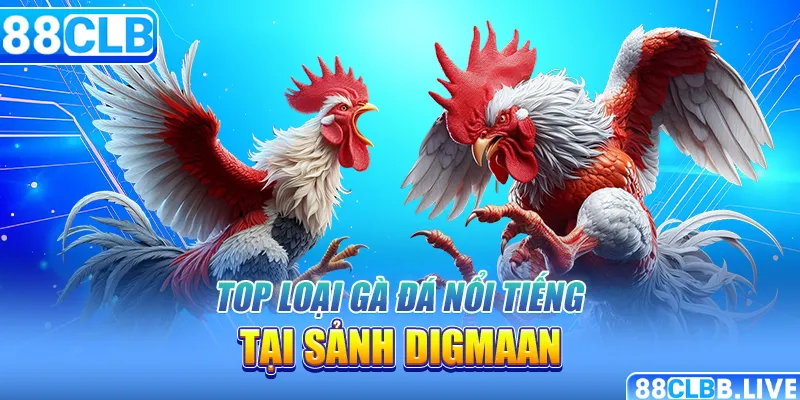 Top loại gà đá nổi tiếng tại sảnh Digmaan