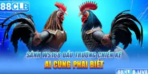 Sảnh Ws168 88CLB - Đấu Trường Chiến Kê Ai Cũng Phải Biết